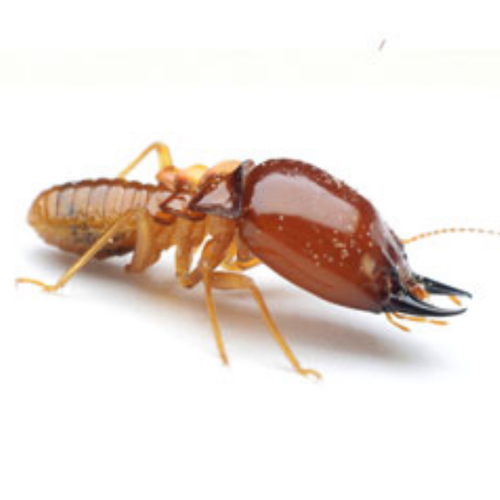 Cockroach Management